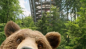 Medv�d� stezka + medv�d� poml�zkov�n�